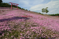 東藻琴芝桜公園