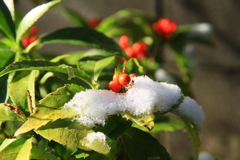 千両と雪