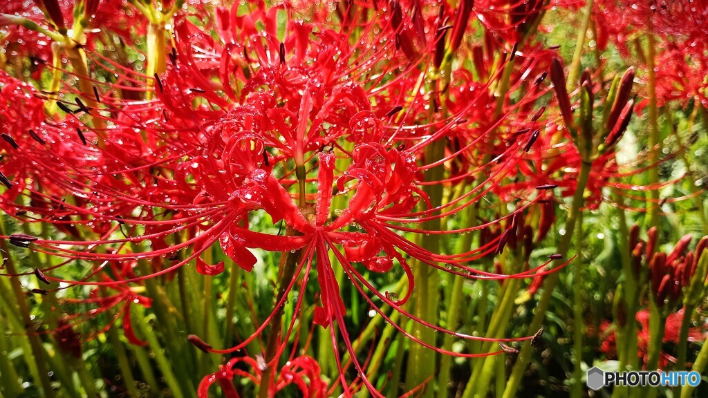 曼珠沙華