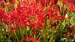 曼珠沙華