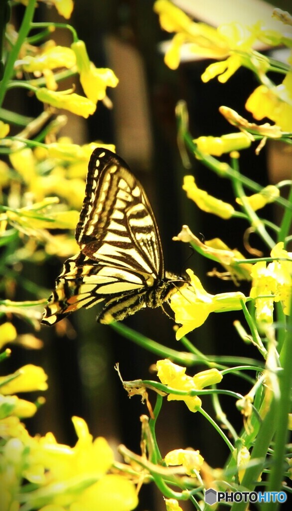 迷彩模様の蝶