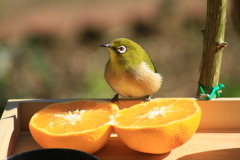 メジロ