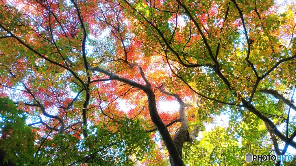 彩り　Ⅱ