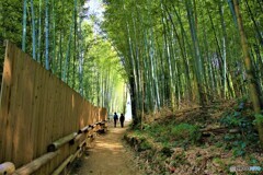 飛鳥の竹林