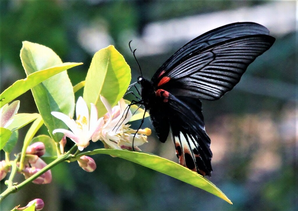 レモンの花に来た蝶