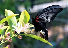 レモンの花に来た蝶
