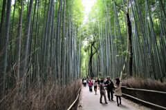 嵯峨野・竹林の道