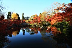 永観堂の池