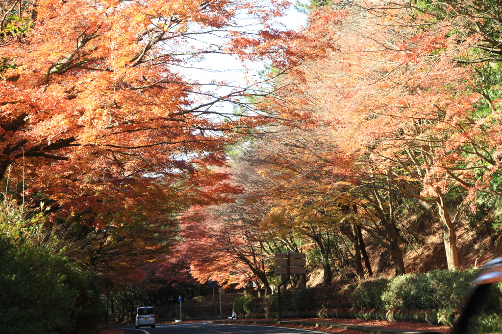 遅かった紅葉