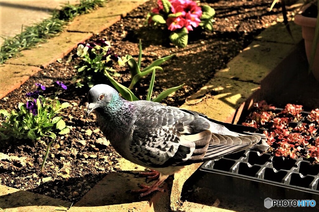 鳩の来訪