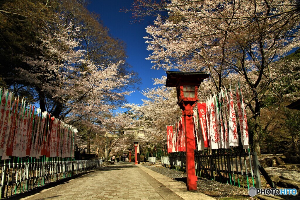 幟と桜の参道