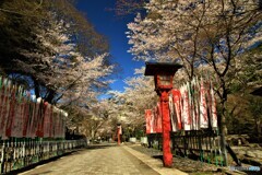 幟と桜の参道