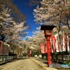 幟と桜の参道