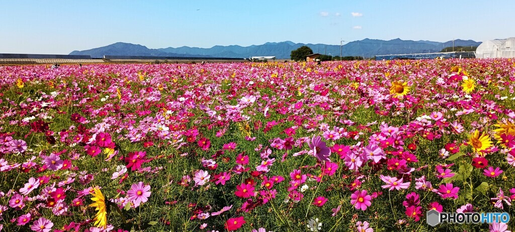 花の海