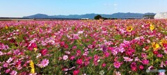 花の海 花の海