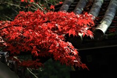 燃える紅葉