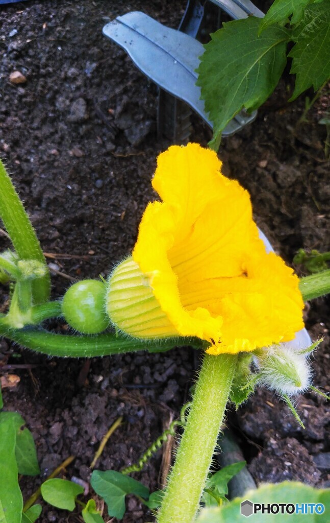 カボチャの雌花