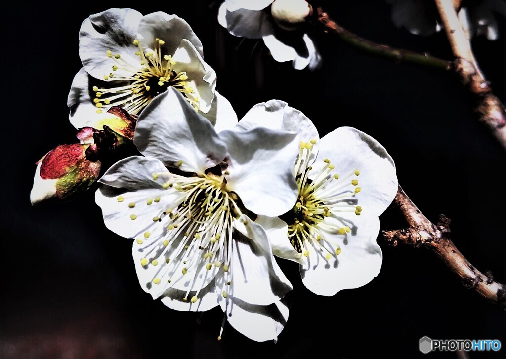 開花