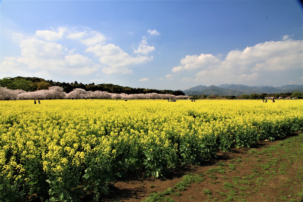 西都原古墳公園にて