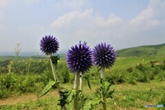 ヒゴタイの花