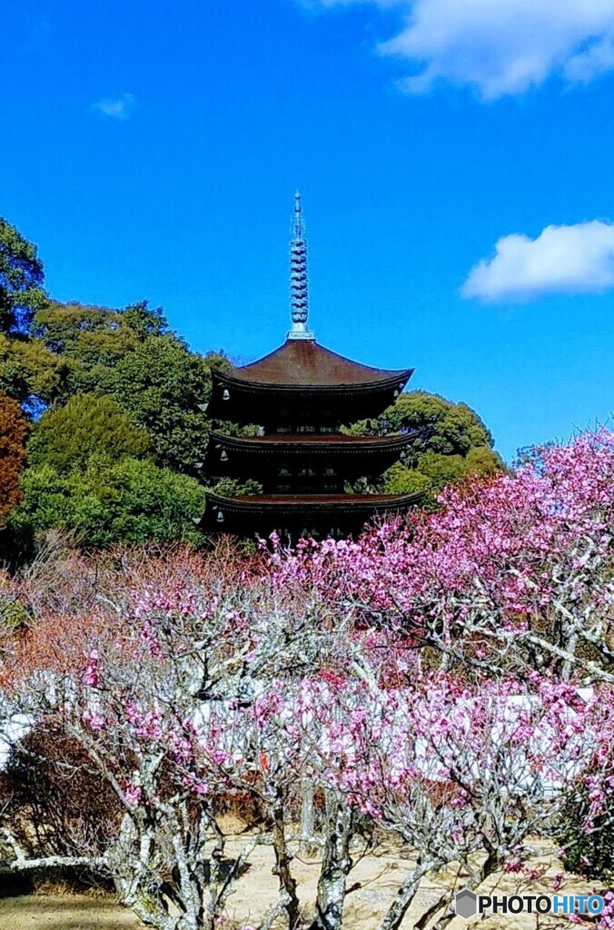 紅梅と五重塔