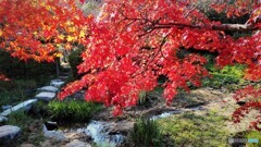 菖蒲園の紅葉