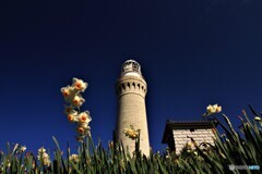 角島灯台と水仙　Ⅱ