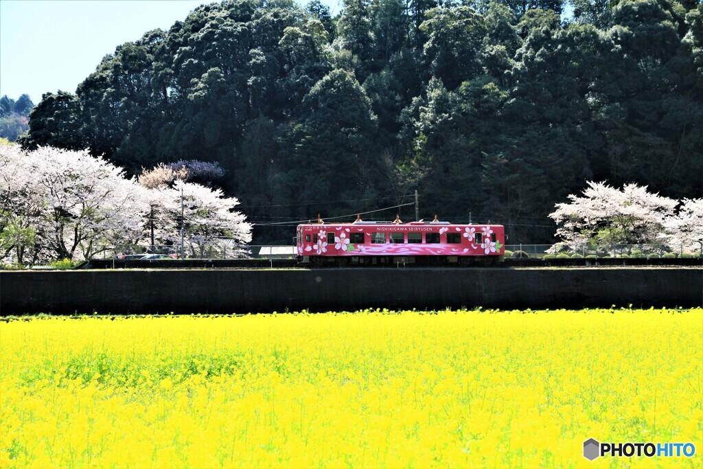 春の錦川清流線