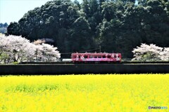 春の錦川清流線