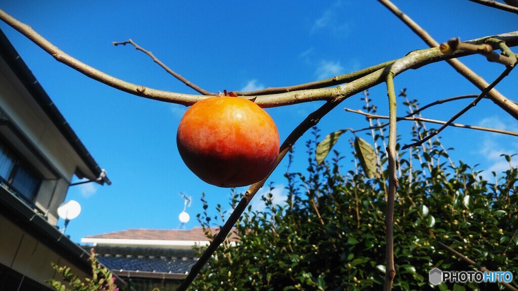 食べ頃か・・