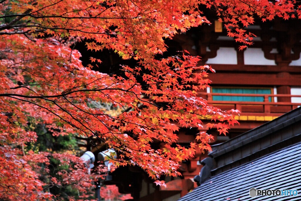 室生寺の紅葉　Ⅰ