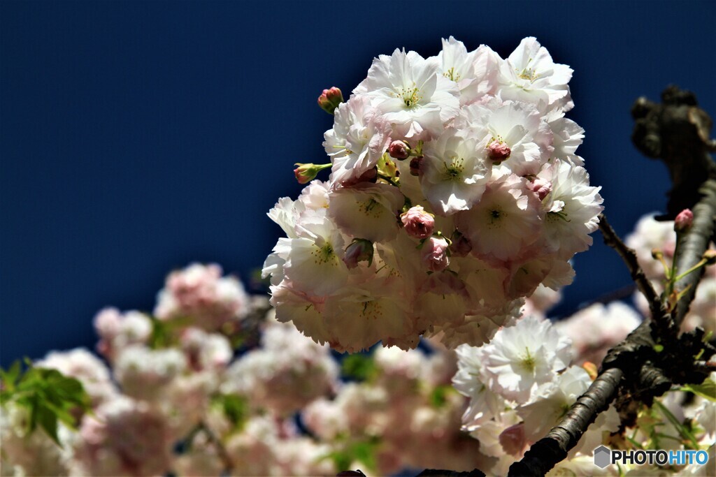 大阪造幣局の桜　Ⅱ