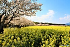 黄色い絨毯と桜並木