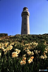 角島灯台と水仙　Ⅰ