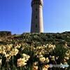 角島灯台と水仙　Ⅰ