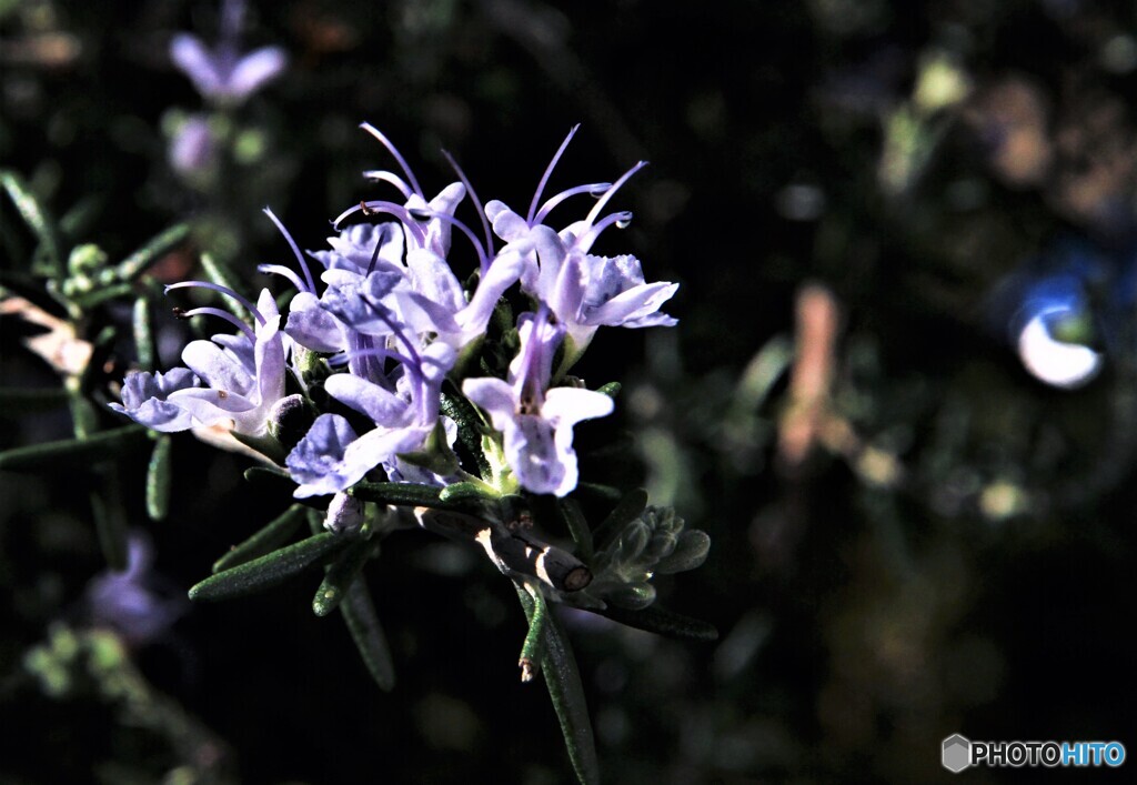 薫る花