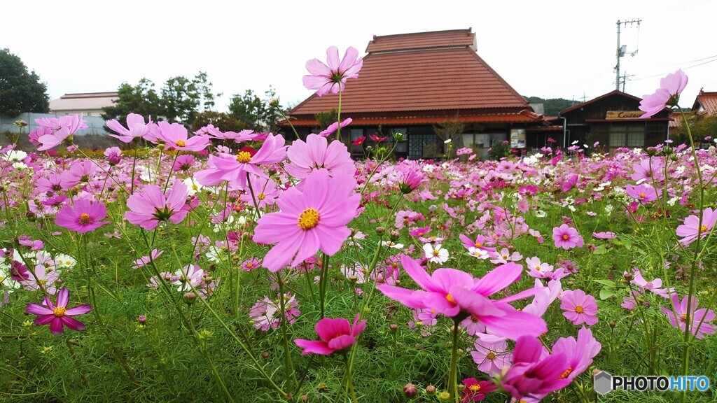 田舎のコスモス　Ⅰ