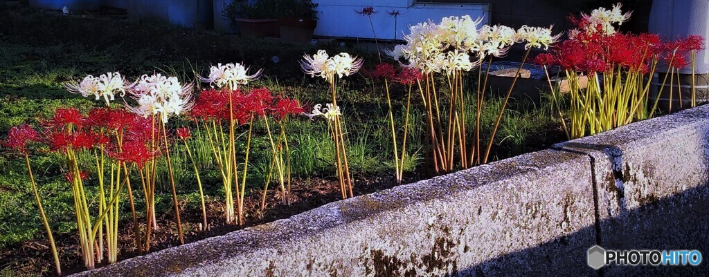 紅白の彼岸花