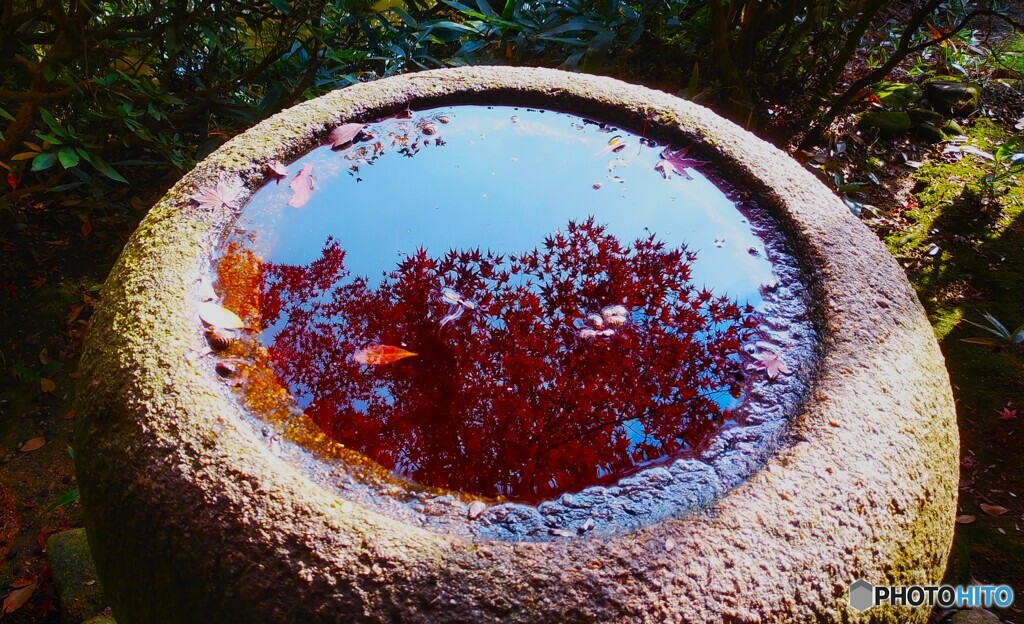 手水鉢で紅葉狩り