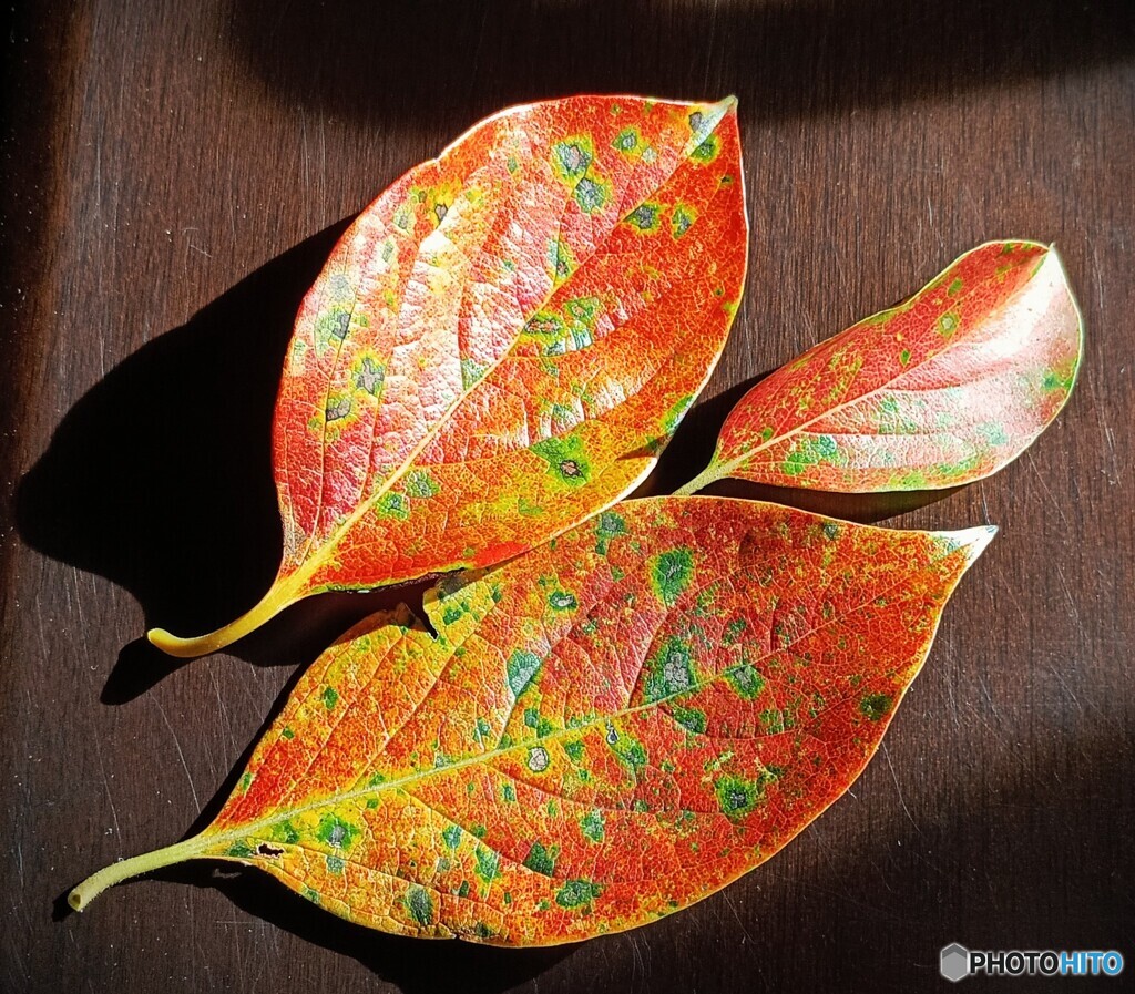 柿の紅葉
