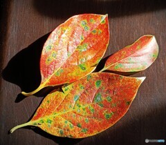 柿の紅葉