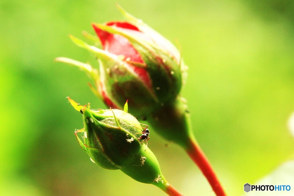 薔薇と蟻