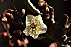 立春に開花