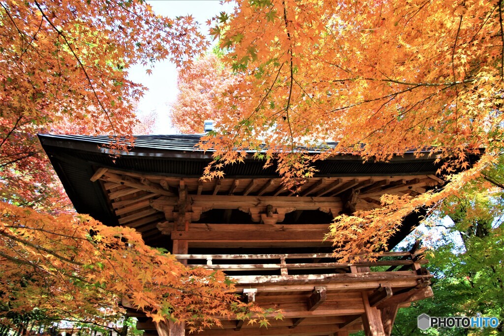 黄葉を纏う山門 紅葉 建造物