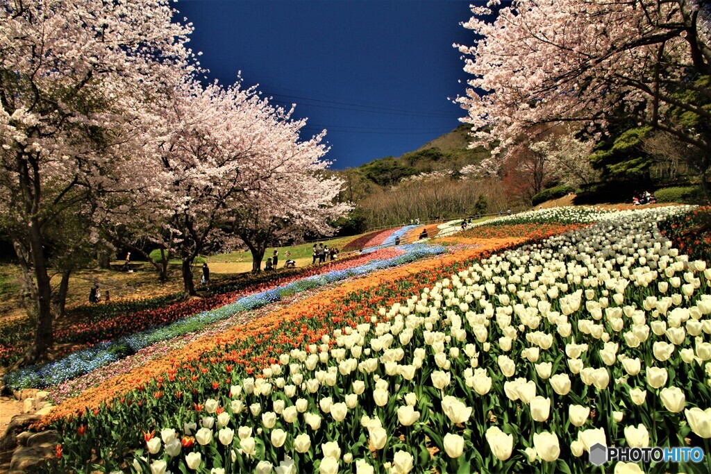桜とチューリップ