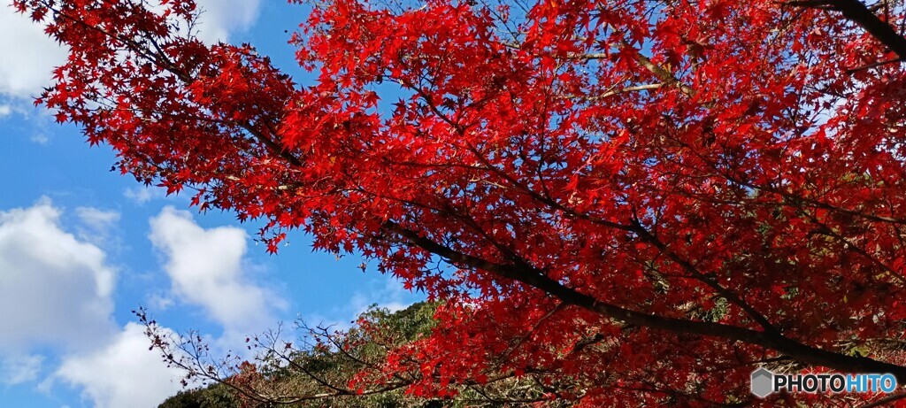 九年庵（秋の一般公開）①