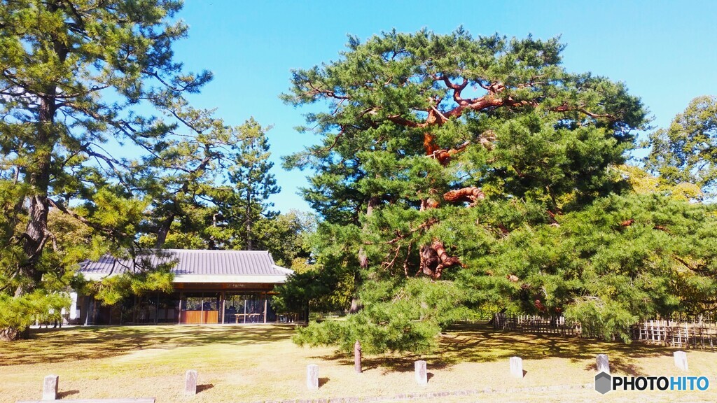 京都御苑の赤松