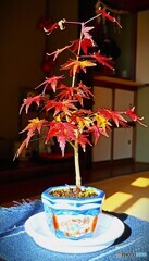 ミニの紅葉
