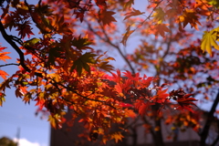 草津の紅葉