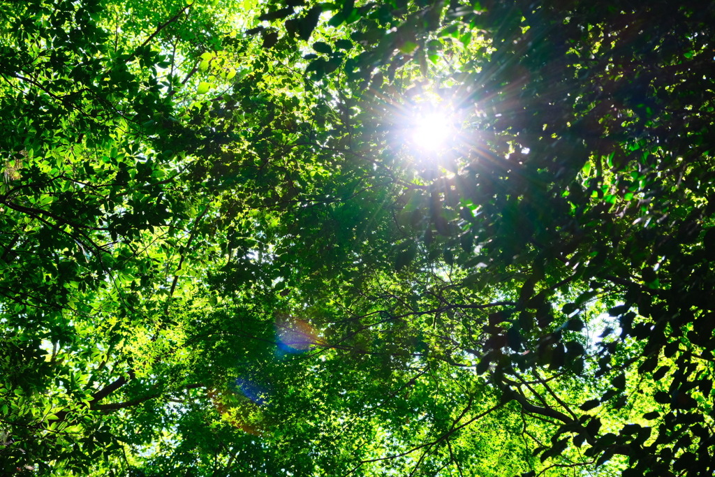 夏の緑から覗く太陽